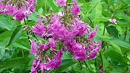 別墅,鮮花,村