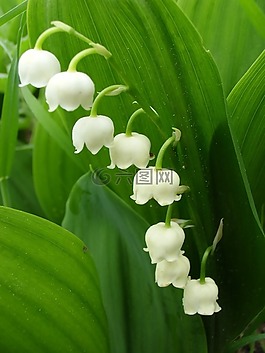 鈴蘭,有毒,花