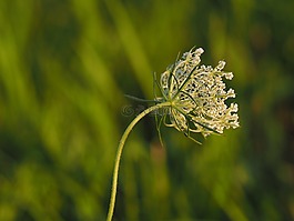 花,背景,抽象