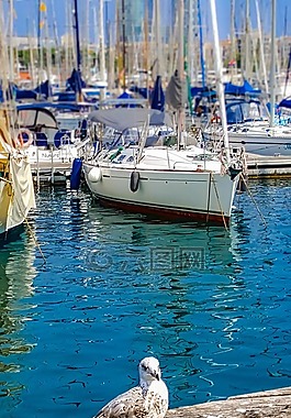 海鷗,海鳥(niǎo),海港