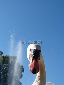 天鵝,公園,花園