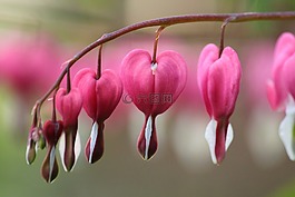 開(kāi)花,粉紅色,宏