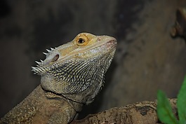 蜥蜴,爬行動(dòng)物,動(dòng)物園