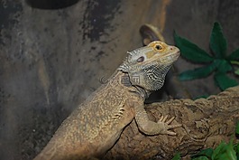 蜥蜴,爬行動(dòng)物,動(dòng)物園