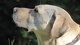 狗,头,鼻子