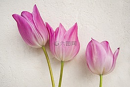 郁金香,花,自然