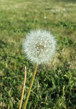 蒲公英,夏天,秋季
