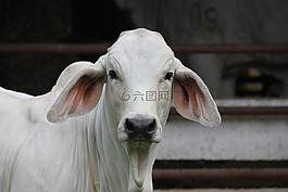 牲畜,動物,畜牧業