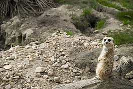 surikato,水晶球,動(dòng)物園
