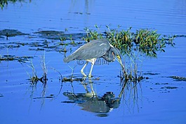 鳥(niǎo),佛羅里達(dá),水