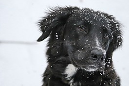 邊境牧羊犬,雪花,黑