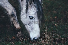 馬,肖像,動(dòng)物