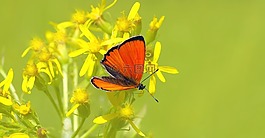昆蟲(chóng),性質(zhì),活