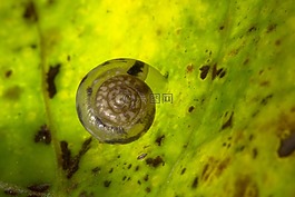 蜗牛,壳,干硬