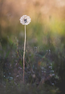 性質(zhì),蒲公英,花