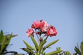 劳里埃罗斯,灌木,性质