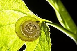 蜗牛,壳,干硬