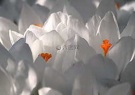 藏紅花,開(kāi)花,花
