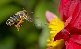 蜜蜂,性質(zhì),花