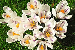 藏紅花,花,春天