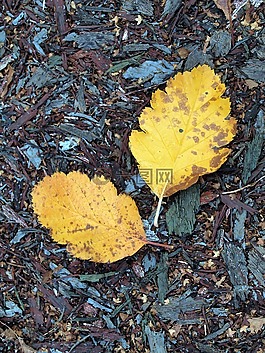 葉子,秋,自然
