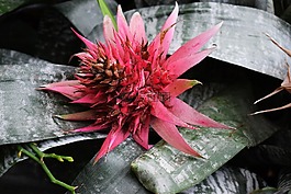花,植物,性質(zhì)