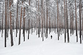 森林樹木,雪,森林