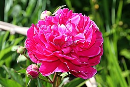 花,花園,性質(zhì)