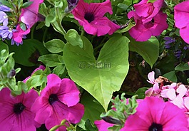 葉矮牽牛,鮮花,紫