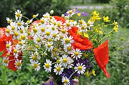 野花,鮮花花束,紅罌粟