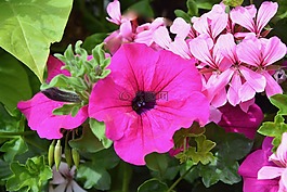 花,矮牽牛,夏季