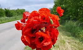 野花,鮮花花束,紅罌粟
