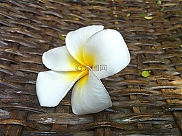 花,甜蜜,杏仁樹(shù)