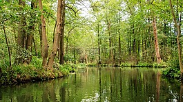 spreewald,電視頻道,深度