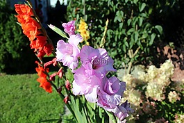gladiole,唐菖蒲,花園的花