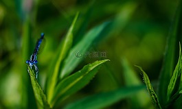 蜻蜓,藍色,昆蟲