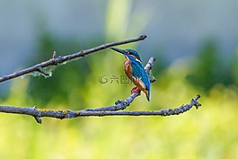 翠鳥(niǎo),鳥(niǎo),豐富多彩