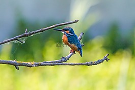 翠鳥,鳥,豐富多彩