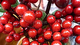漿果,紅色,布什