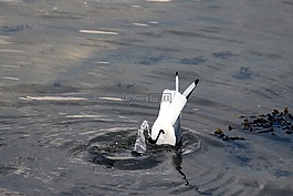 海鸥,嘴鸥,chroicocephalus ridibundus