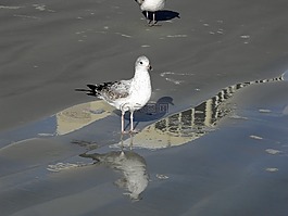 海滩,海滩鸟,海岸线