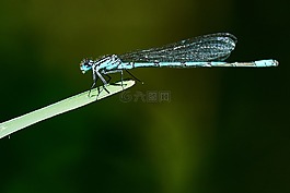 蜻蜓,性質(zhì),昆蟲(chóng)