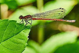 蜻蜓,性質(zhì),昆蟲