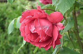性質(zhì),植物,花