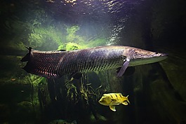 魚,水族館,海