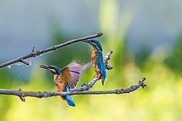翠鳥,鳥,豐富多彩