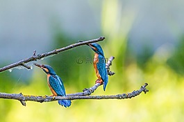 翠鳥,鳥,豐富多彩