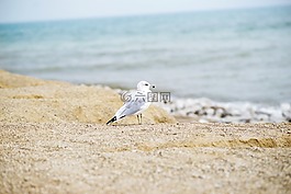 海鷗,海邊,鳥