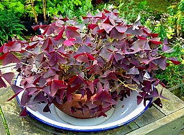 三葉草,盆栽的植物,花園