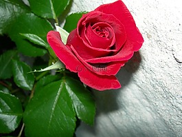 ros,花卉,红色